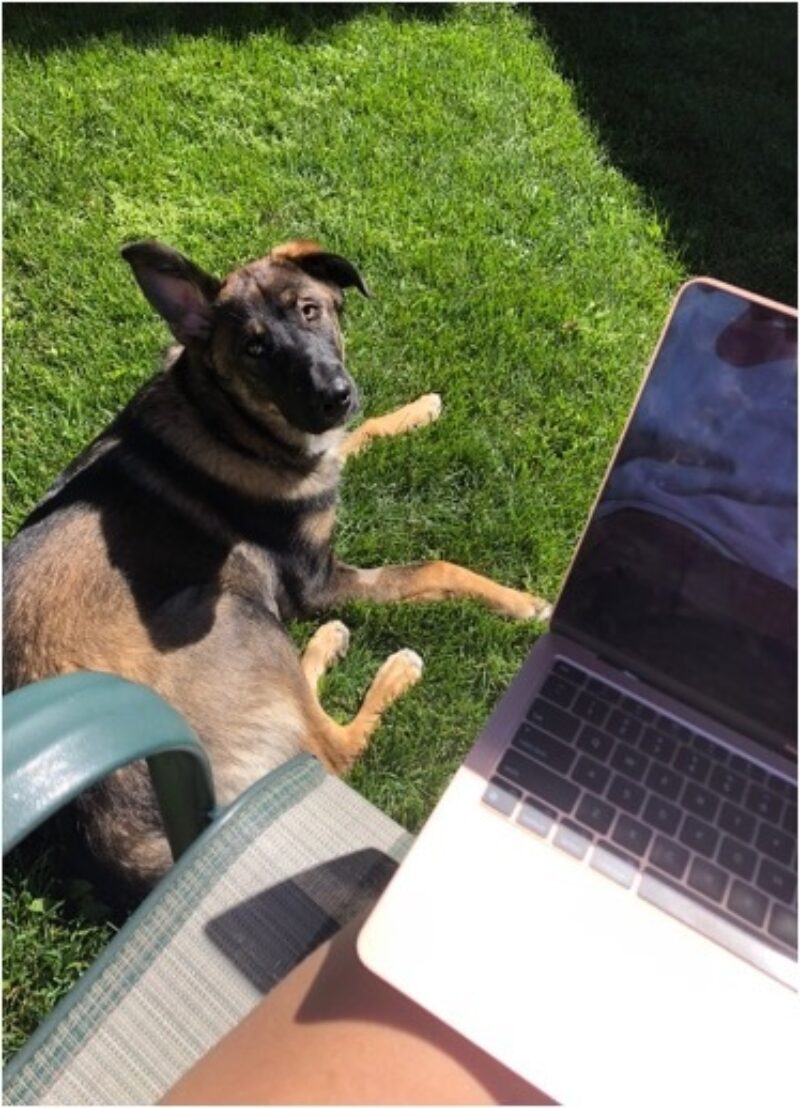 A German-shepherd type dog looks up at the camera. The dog is sitting beside a chair, outside on grass.